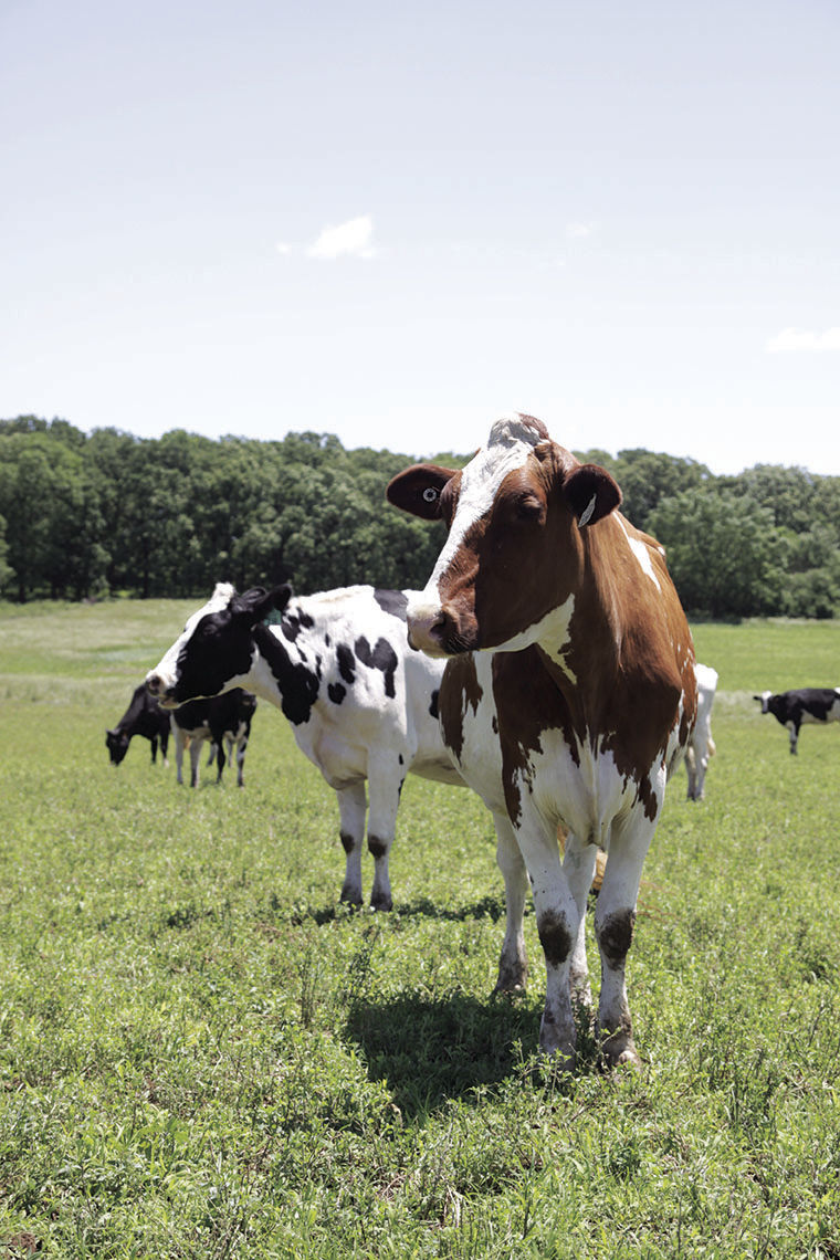 Dotson Dairy